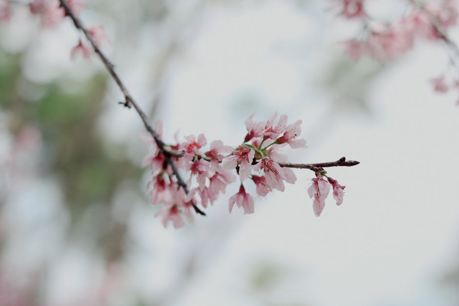 Hanoi Cherry Blossom Season: Timing & Locations (2026)